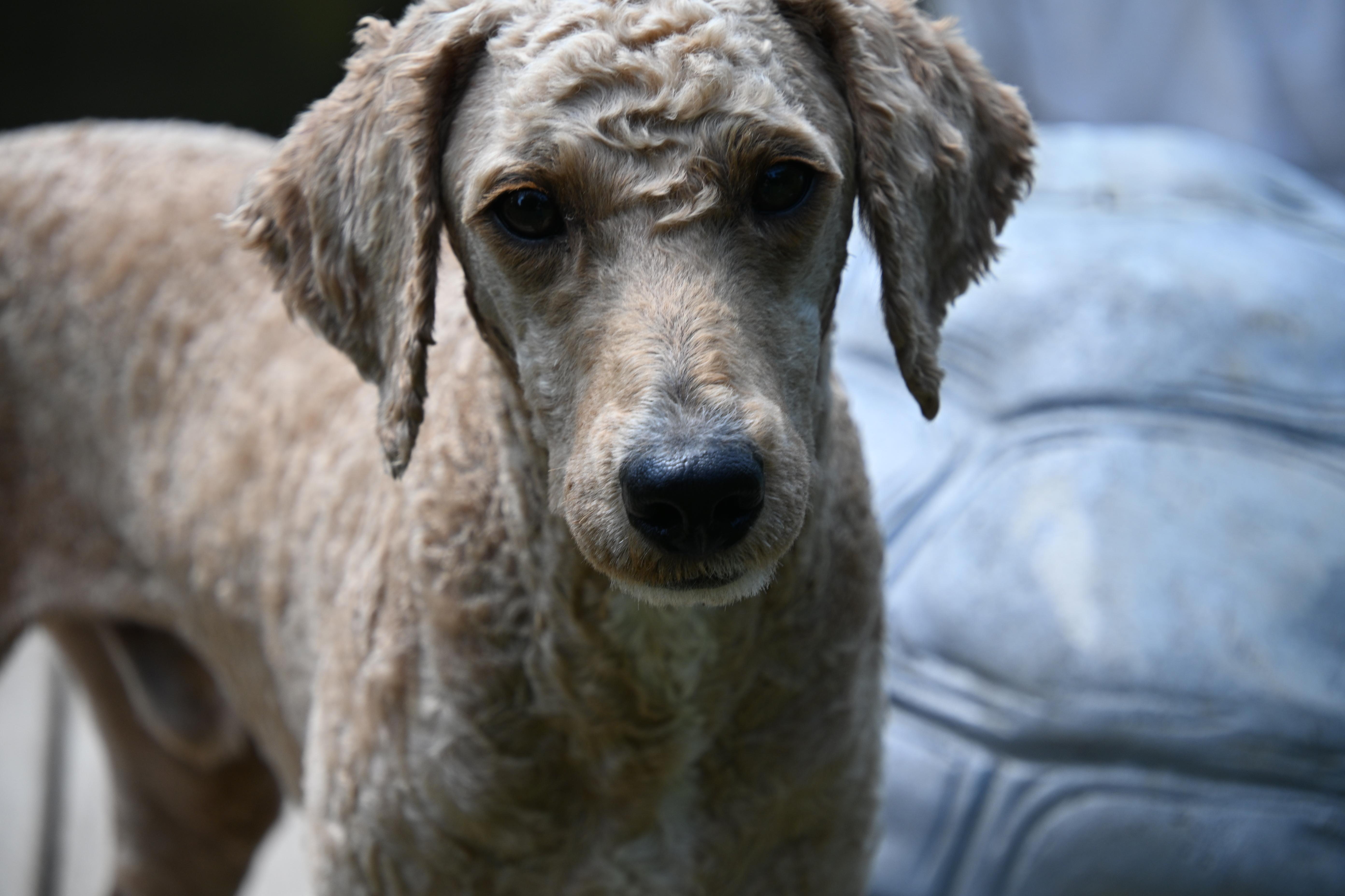 Sandy, adopted, Adult Male Poodle.
