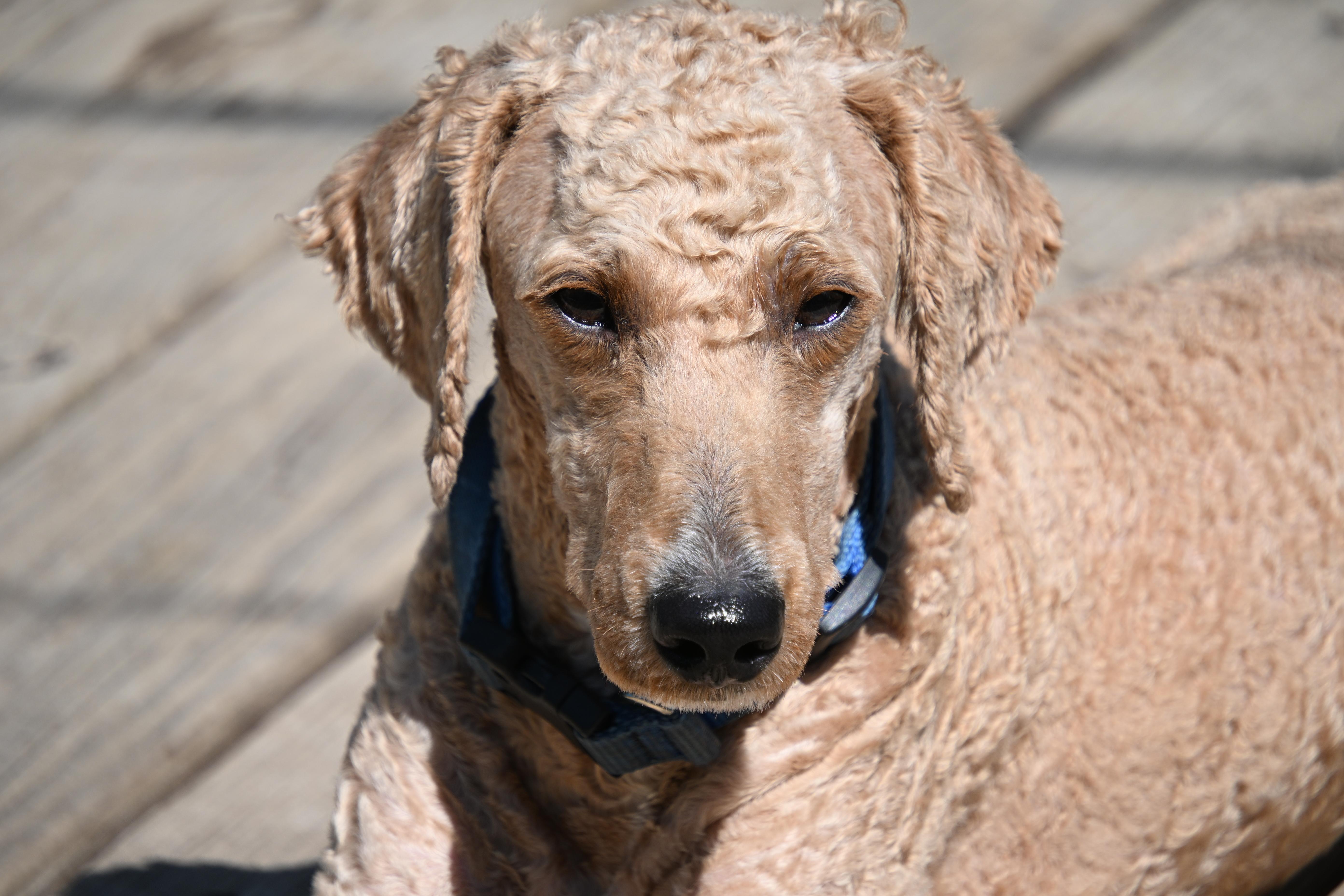 Enlarge Sandy, an adopted mixed breed in South Bend, IN image 3/6