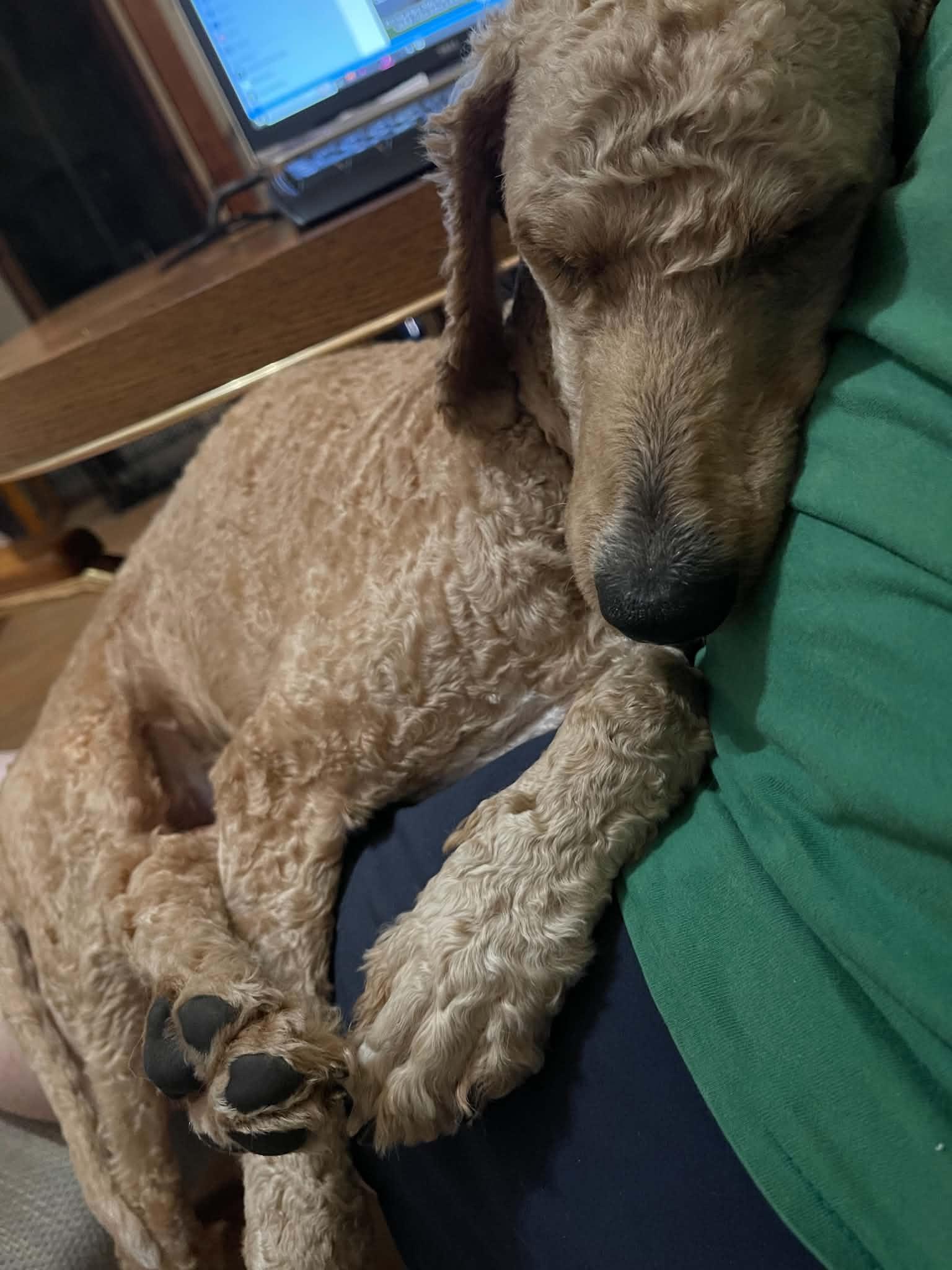 Enlarge Sandy, an adopted mixed breed in South Bend, IN image 2/6