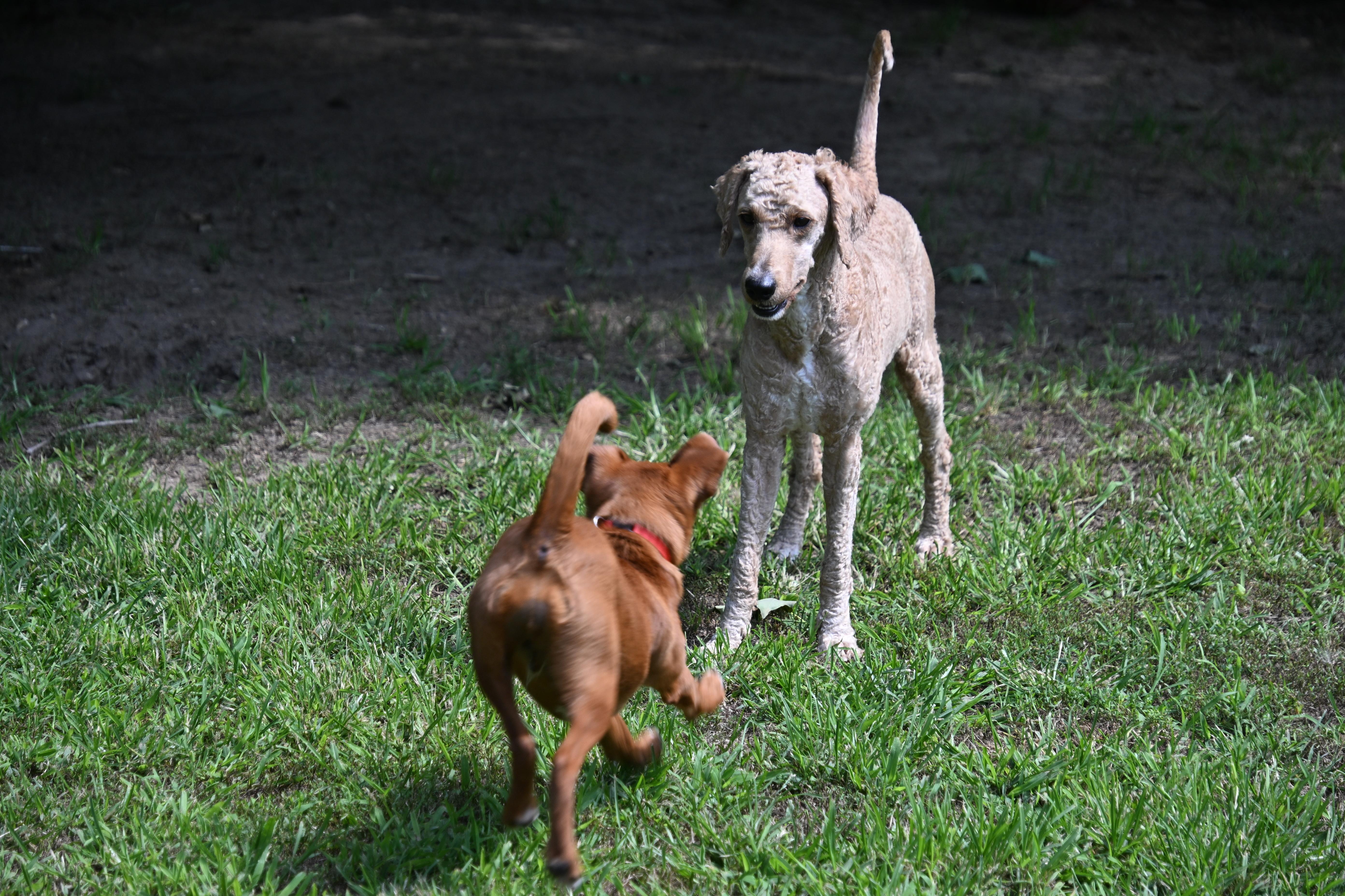 Enlarge Sandy, an adopted mixed breed in South Bend, IN image 6/6