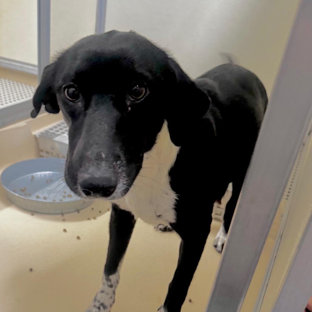 Enlarge Mary, a Adoptable mixed breed in Starkville, MS image 1/1