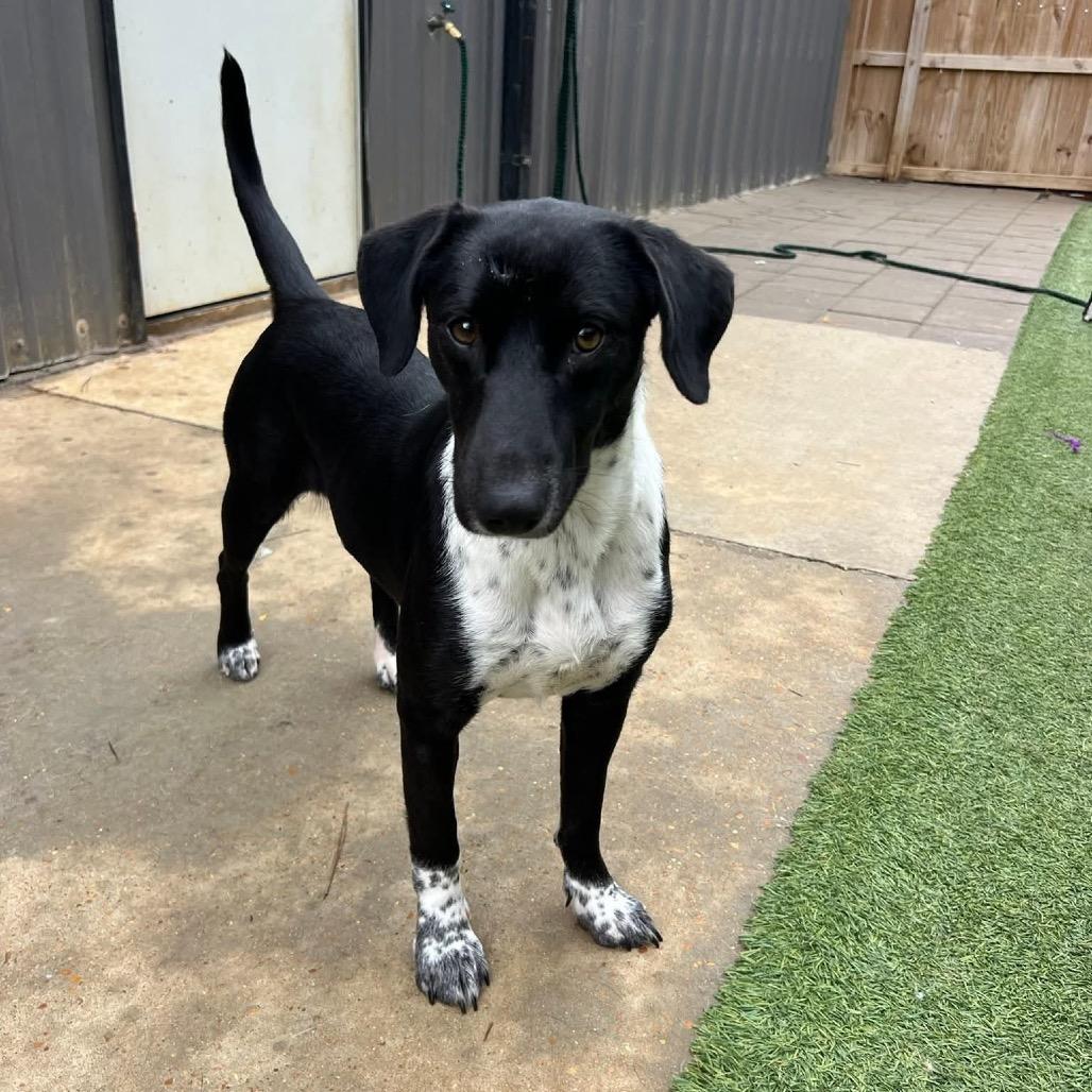 Enlarge Mary, a Adoptable mixed breed in Starkville, MS image 4/6