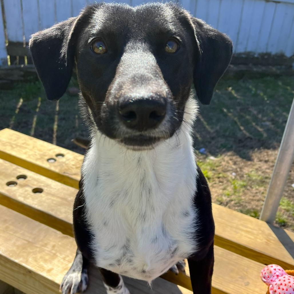 Enlarge Mary, a Adoptable mixed breed in Starkville, MS image 5/6