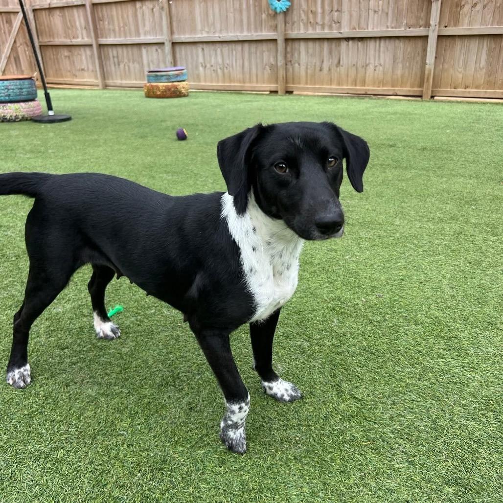Enlarge Mary, a Adoptable mixed breed in Starkville, MS image 6/6