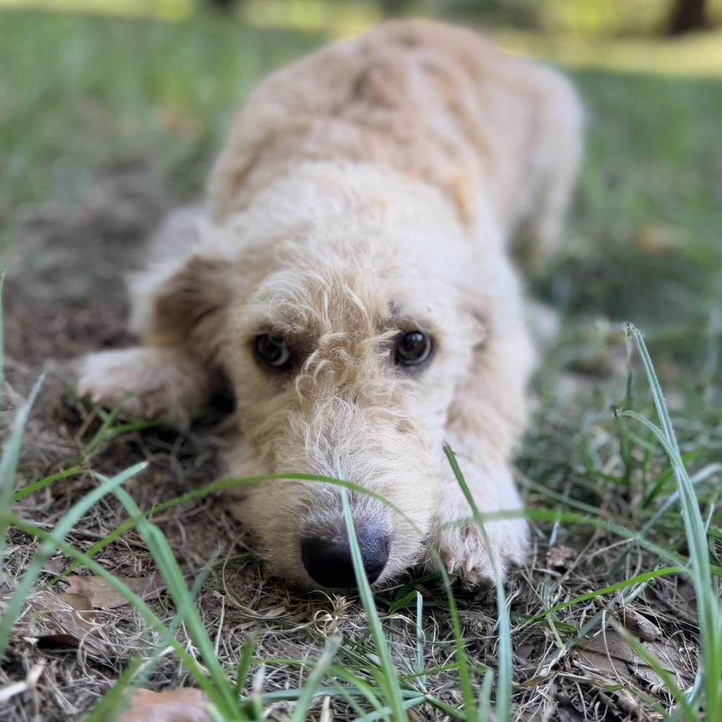 Enlarge Fern, a Adoptable mixed breed in Daphne, AL image 1/2