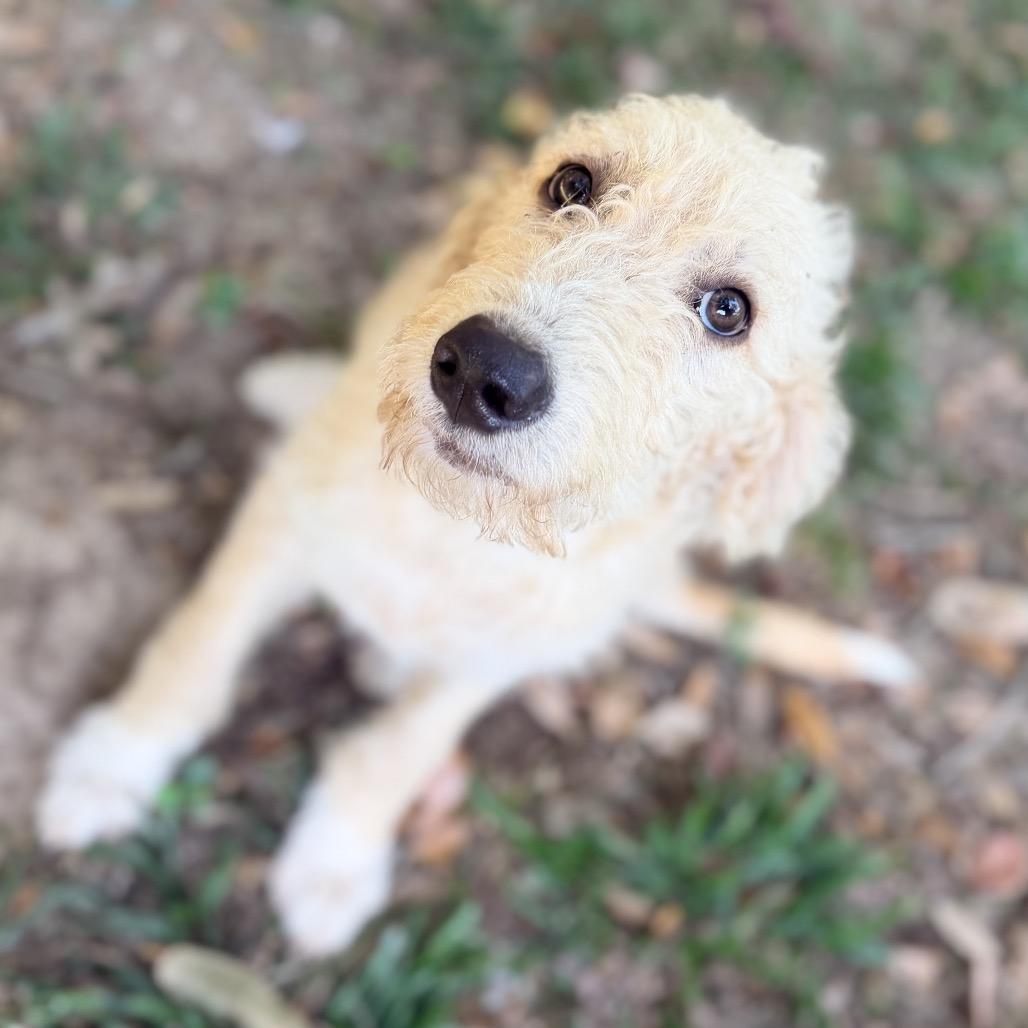 Enlarge Fern, a Adoptable mixed breed in Daphne, AL image 2/2