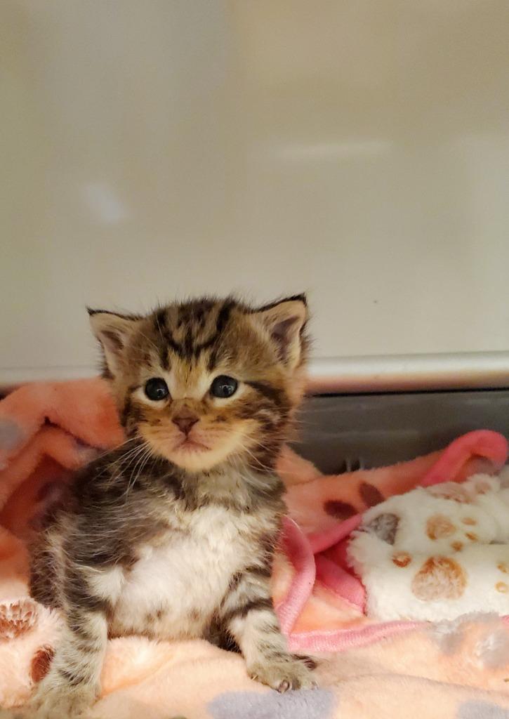 Hicks, Adoptable, Kitten Male Domestic Medium Hair.