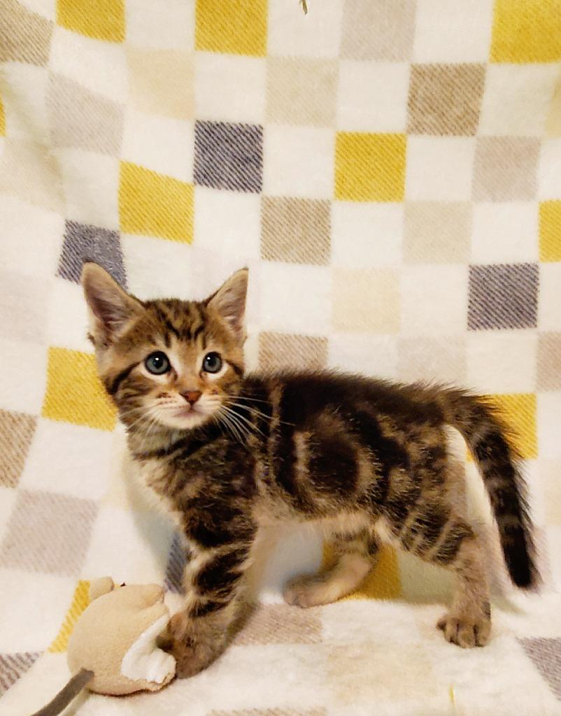 Enlarge Hicks, a Adoptable mixed breed in Grants Pass, OR image 3/3