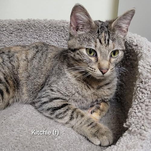 Kitchie