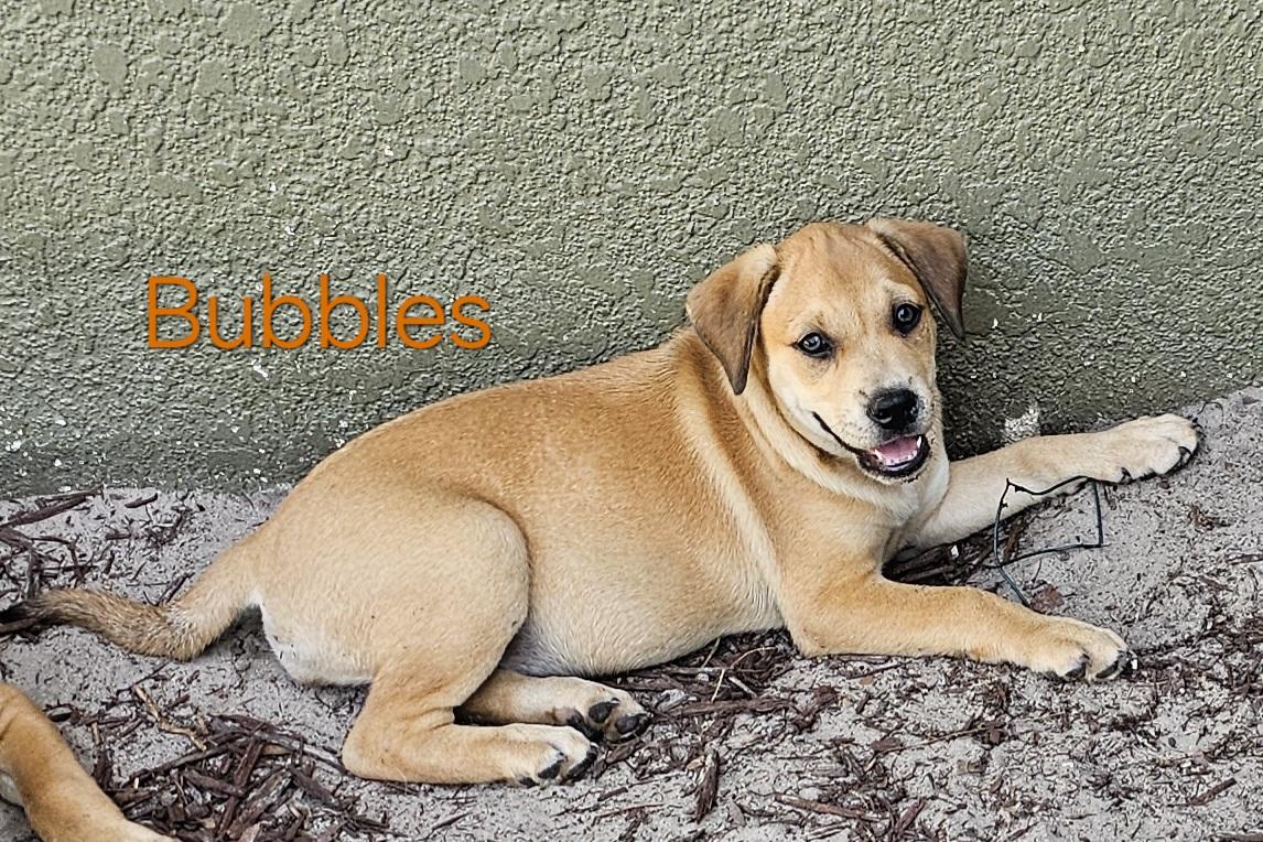 Bubbles photo 2