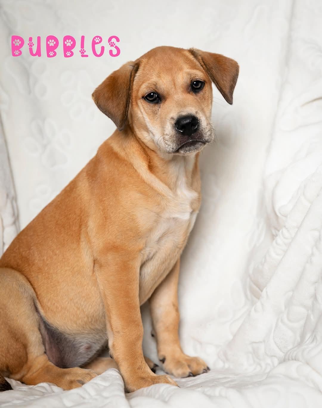 Bubbles, Baby Female Yellow Labrador Retriever