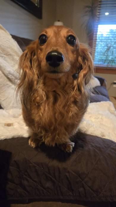 Delilah, an adopted Dachshund in Portland, OR image 2/6