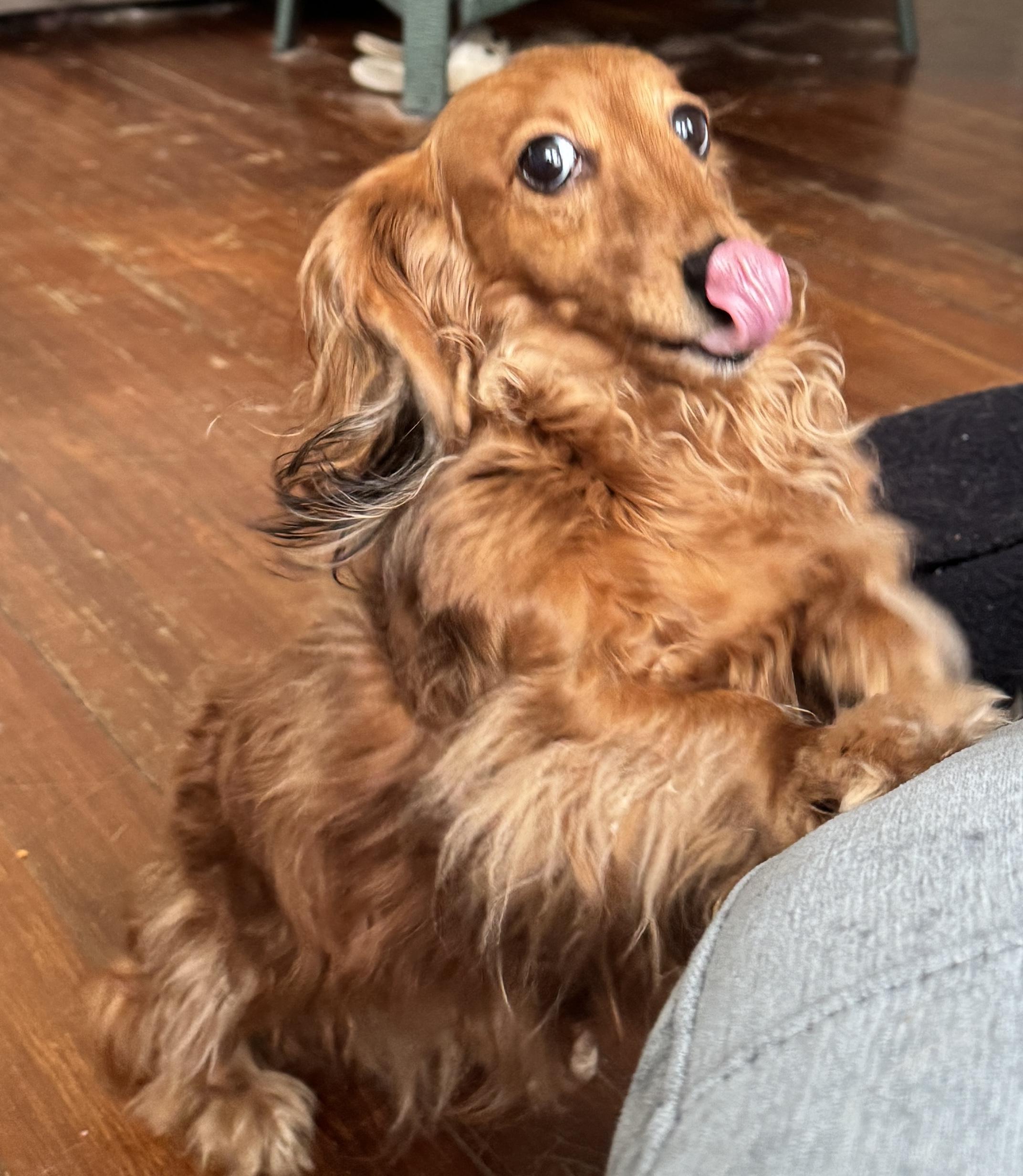 Delilah, an adopted Dachshund in Portland, OR image 5/6