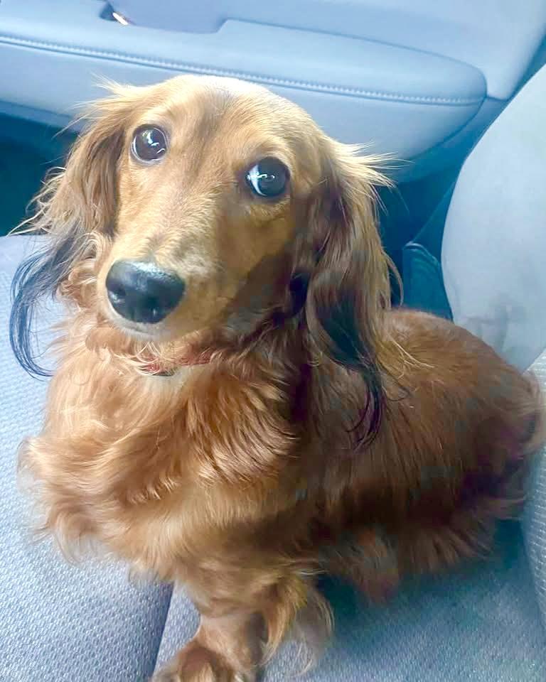 Delilah, adopted, Adult Female Dachshund.