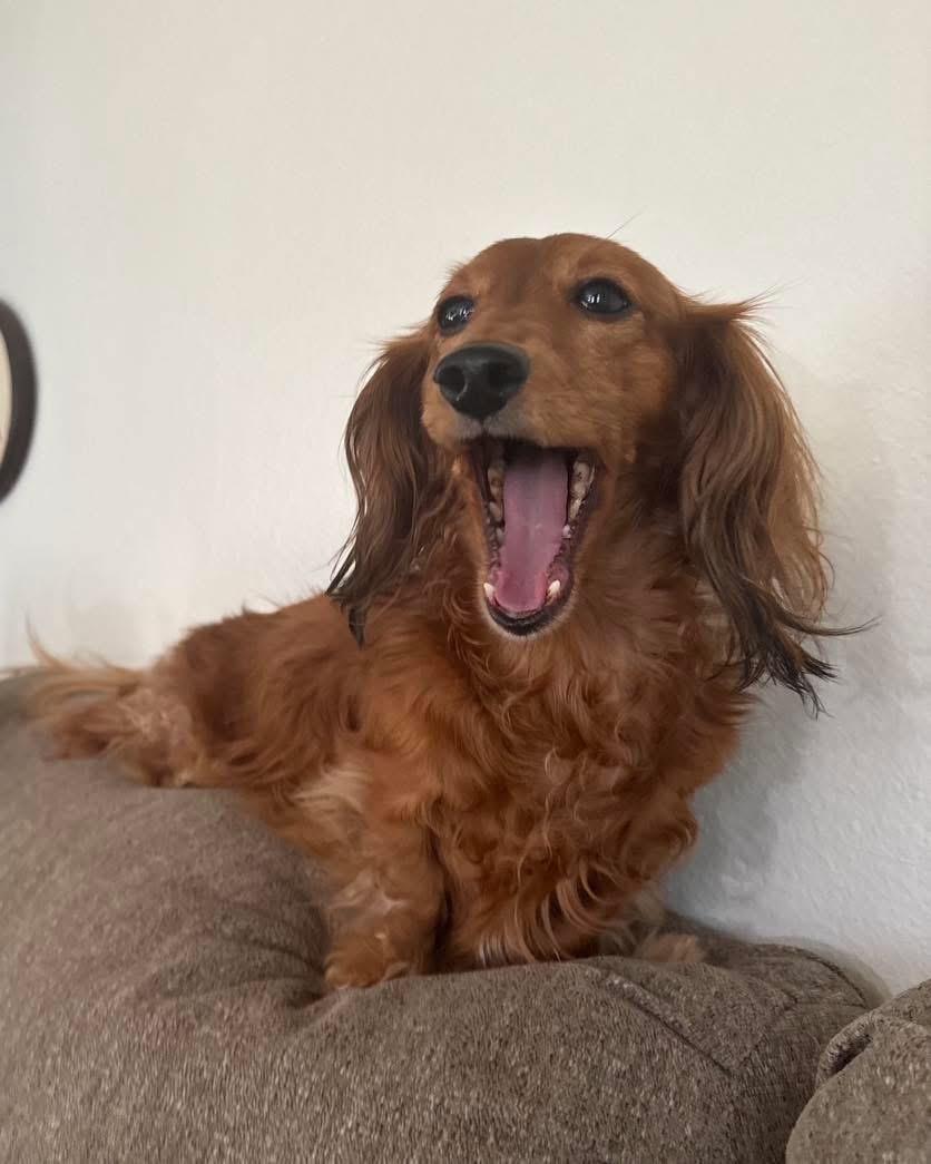 Delilah, an adopted Dachshund in Portland, OR image 3/6