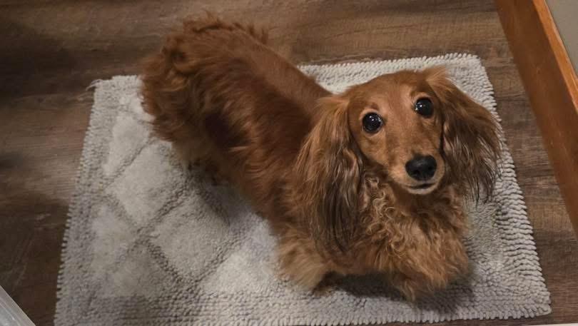 Delilah, an adopted Dachshund in Portland, OR image 4/6