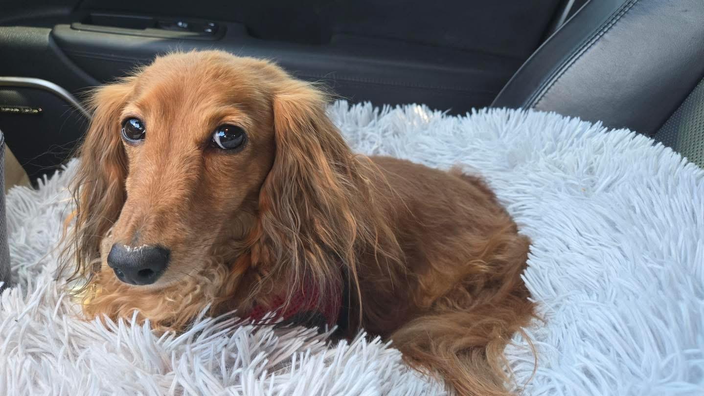 Delilah, an adopted Dachshund in Portland, OR image 6/6