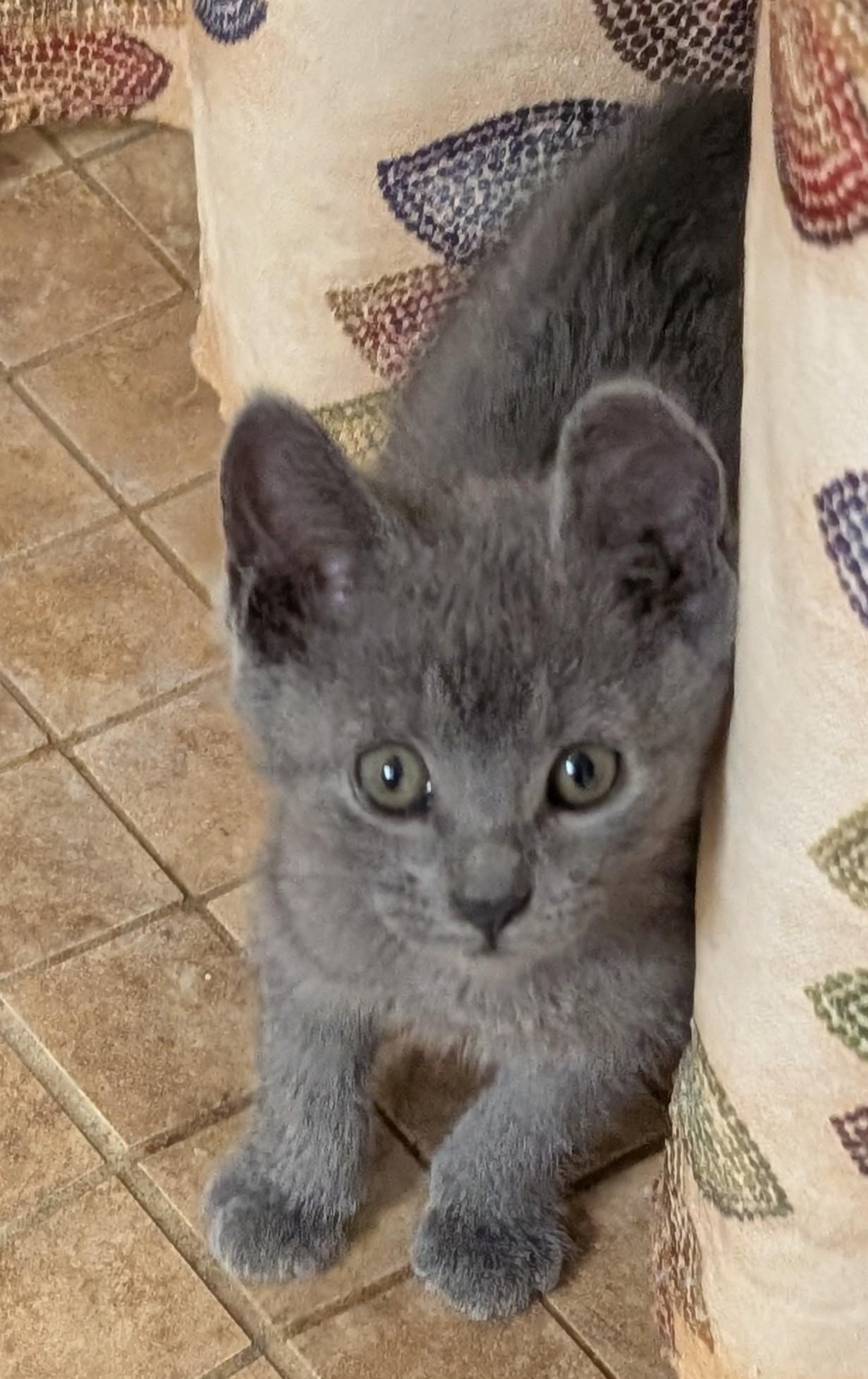 Brutus, adopted, Kitten Male American Shorthair.