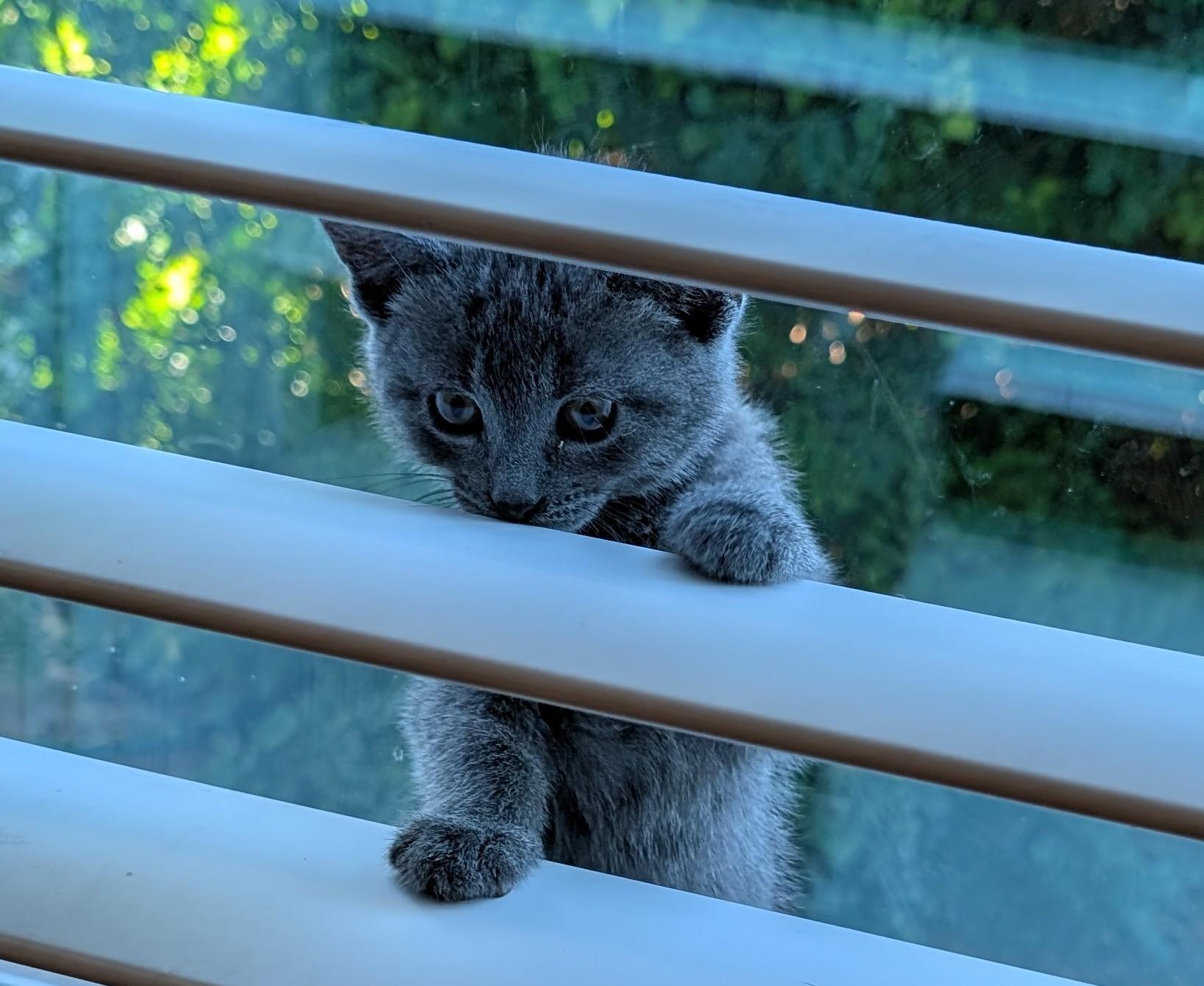 Brutus, an adopted American Shorthair in Tracy, CA image 2/2