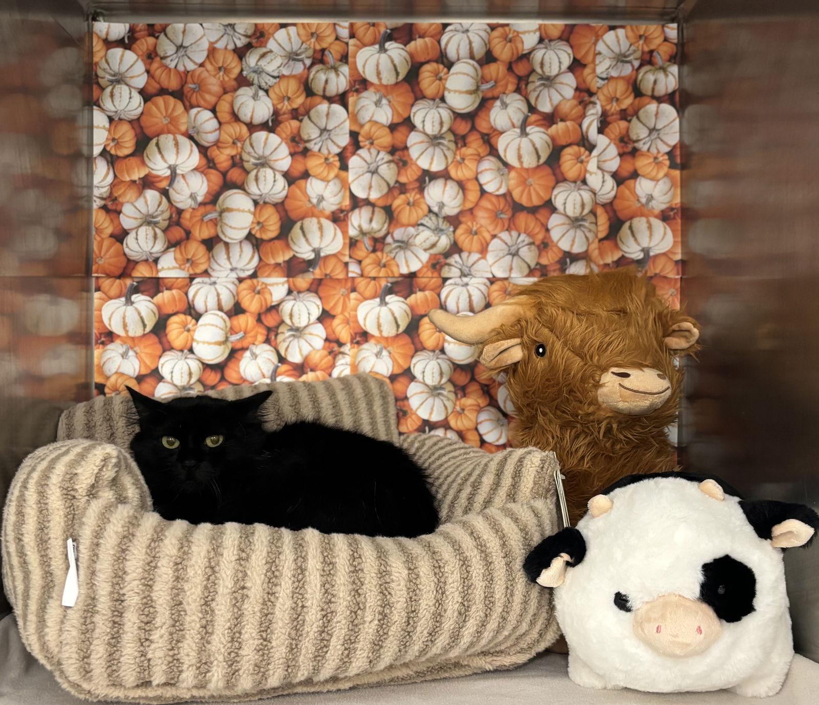 Enlarge Morticia, a Adoptable Domestic Long Hair in Island Lake, IL image 1/3