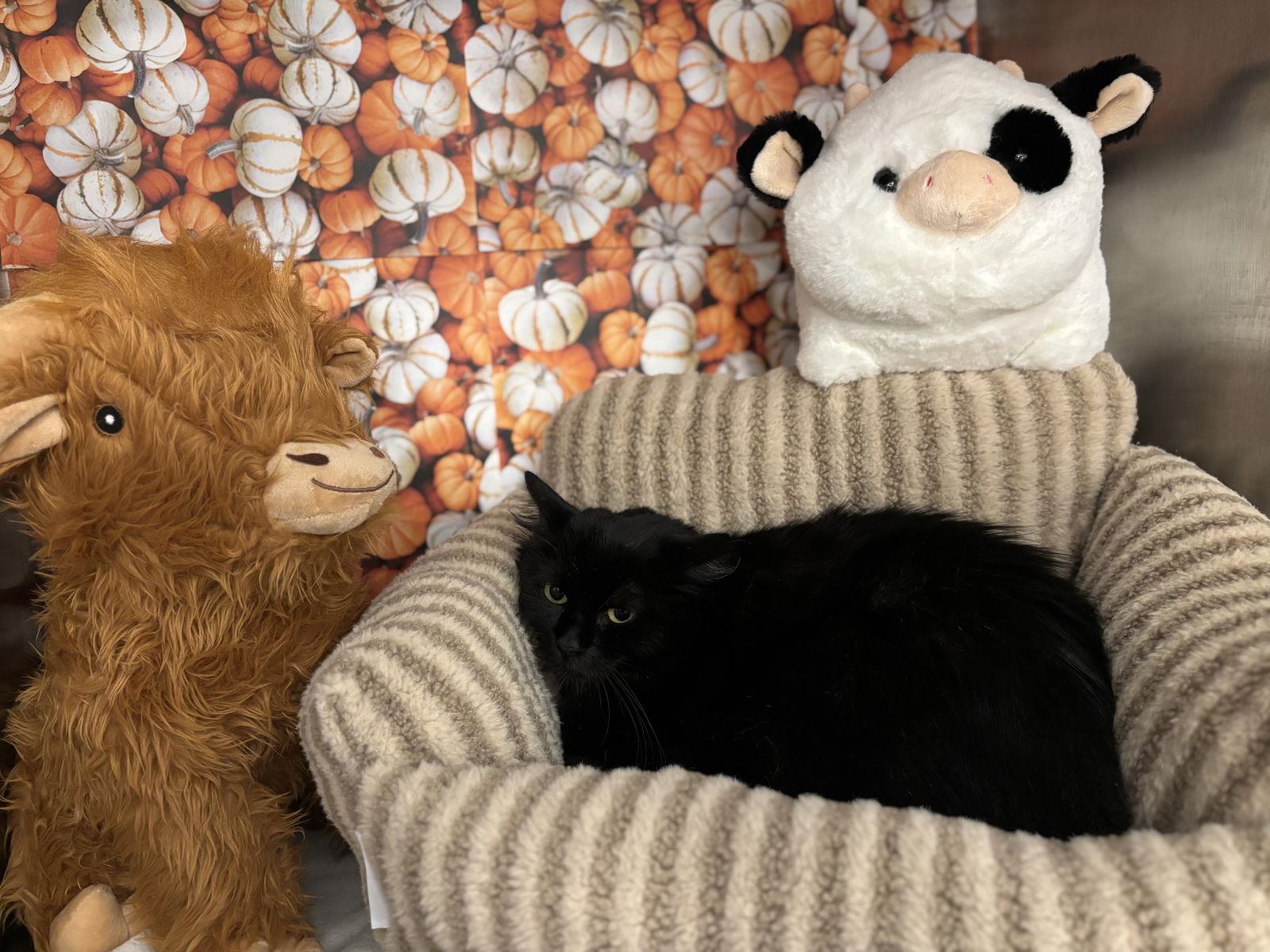 Enlarge Morticia, a Adoptable Domestic Long Hair in Island Lake, IL image 2/3