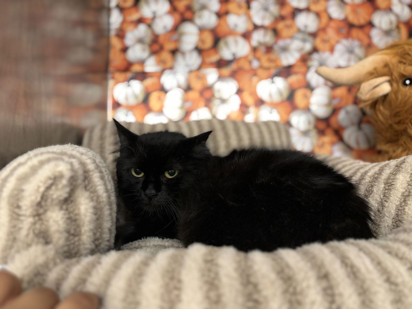 Enlarge Morticia, a Adoptable Domestic Long Hair in Island Lake, IL image 3/3