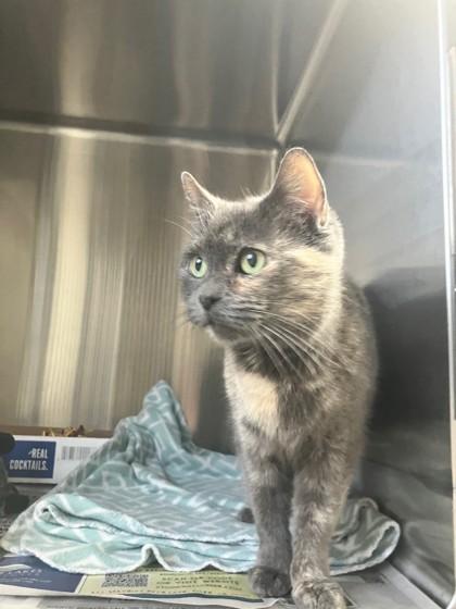 Jane, Adoptable, Adult Female Domestic Short Hair & Domestic Short Hair.