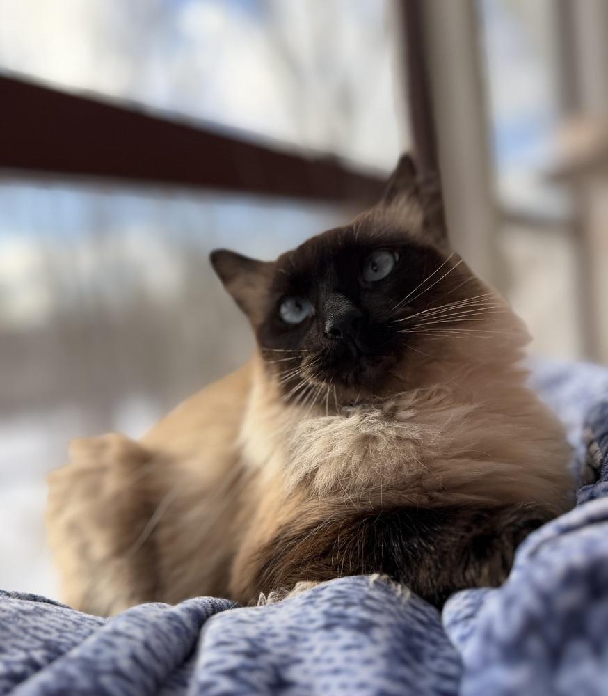 Party Girl, Adoptable, Adult Female Siamese & Extra-Toes Cat / Hemingway Polydactyl.