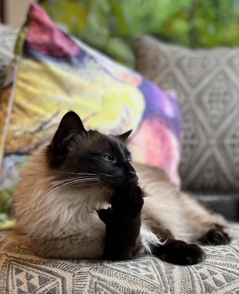 Party Girl, a Adoptable mixed breed in Warren, CT image 2/6