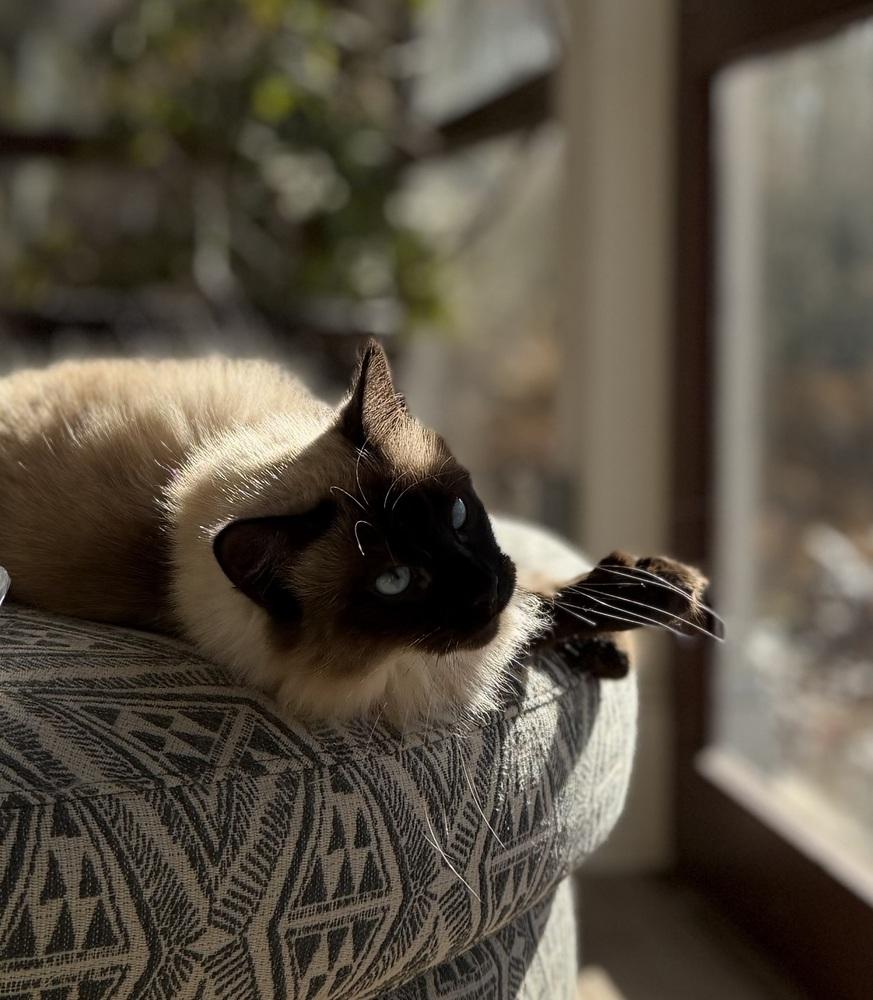 Party Girl, a Adoptable mixed breed in Warren, CT image 3/6