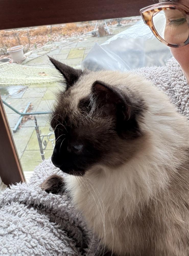 Party Girl, a Adoptable mixed breed in Warren, CT image 4/6