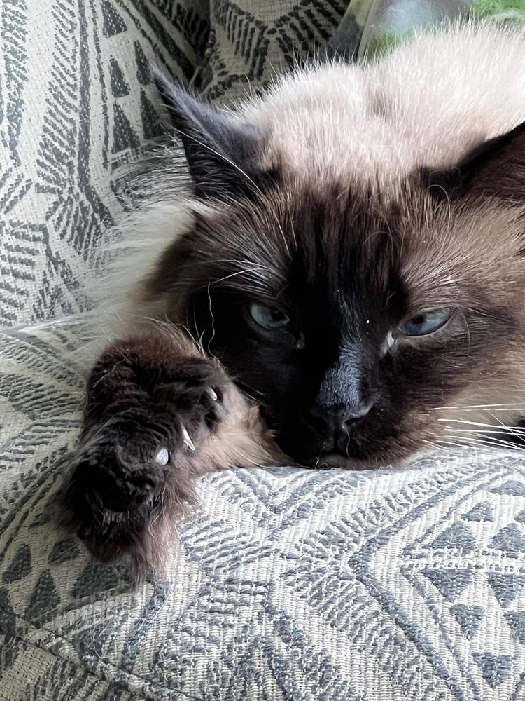 Party Girl, a Adoptable mixed breed in Warren, CT image 5/6