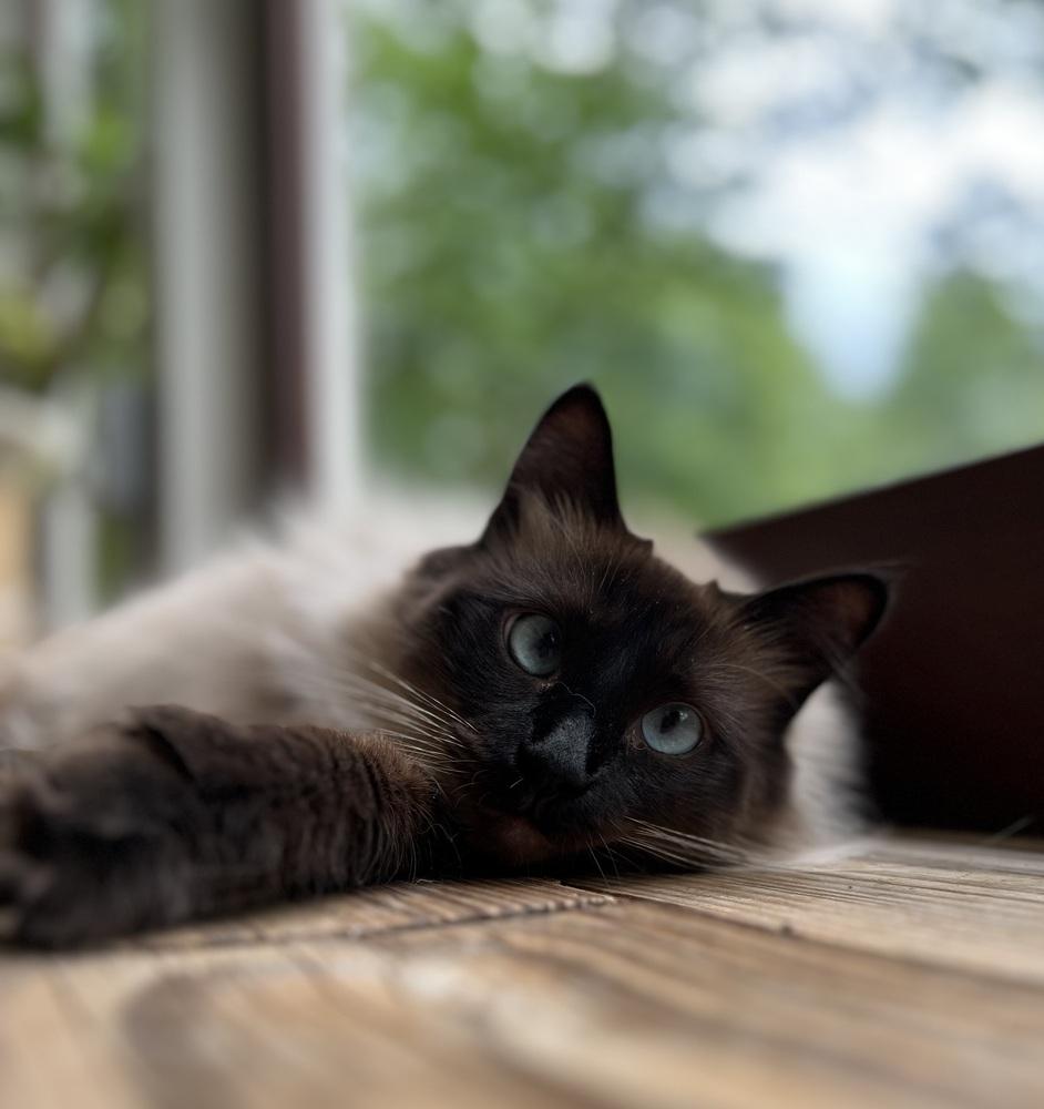 Party Girl, a Adoptable mixed breed in Warren, CT image 6/6