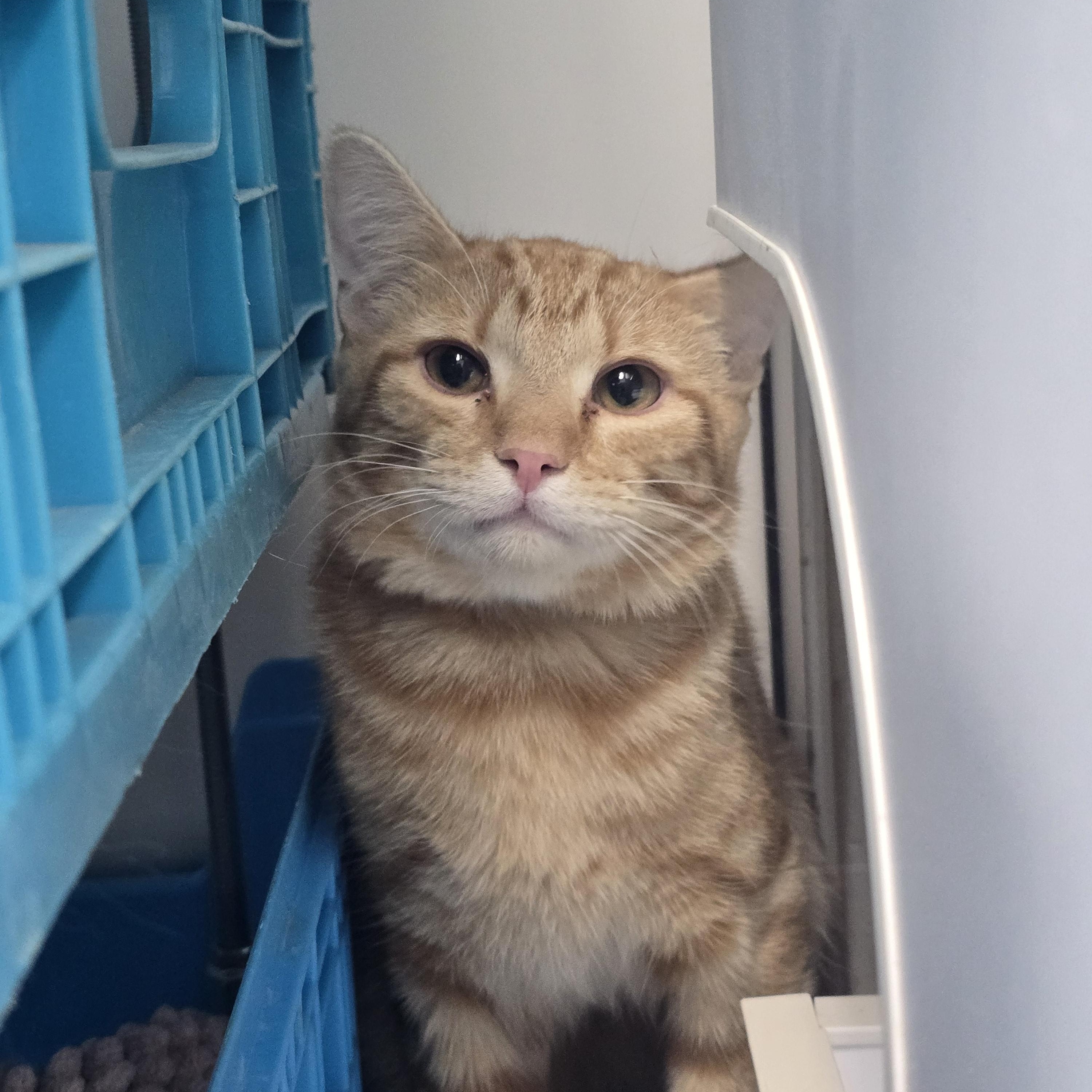 Simba, adopted, Young Male Domestic Short Hair.