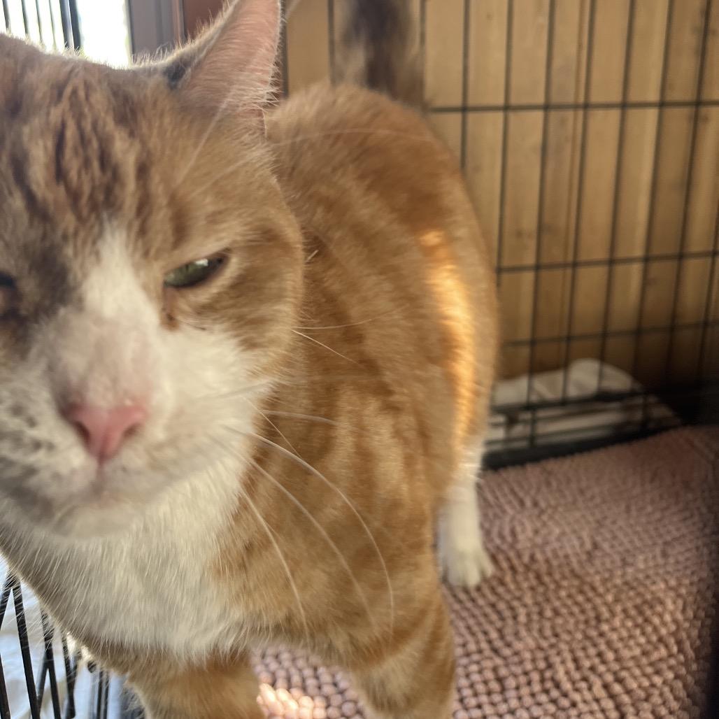 Enlarge Big Chungus, a Adoptable Domestic Short Hair in Pittsburg, KS image 1/1