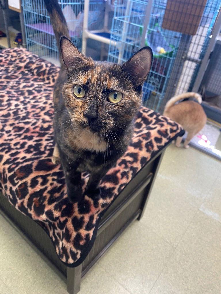 Enlarge Sammy, a Adoptable Domestic Short Hair in Lovingston, VA image 1/3