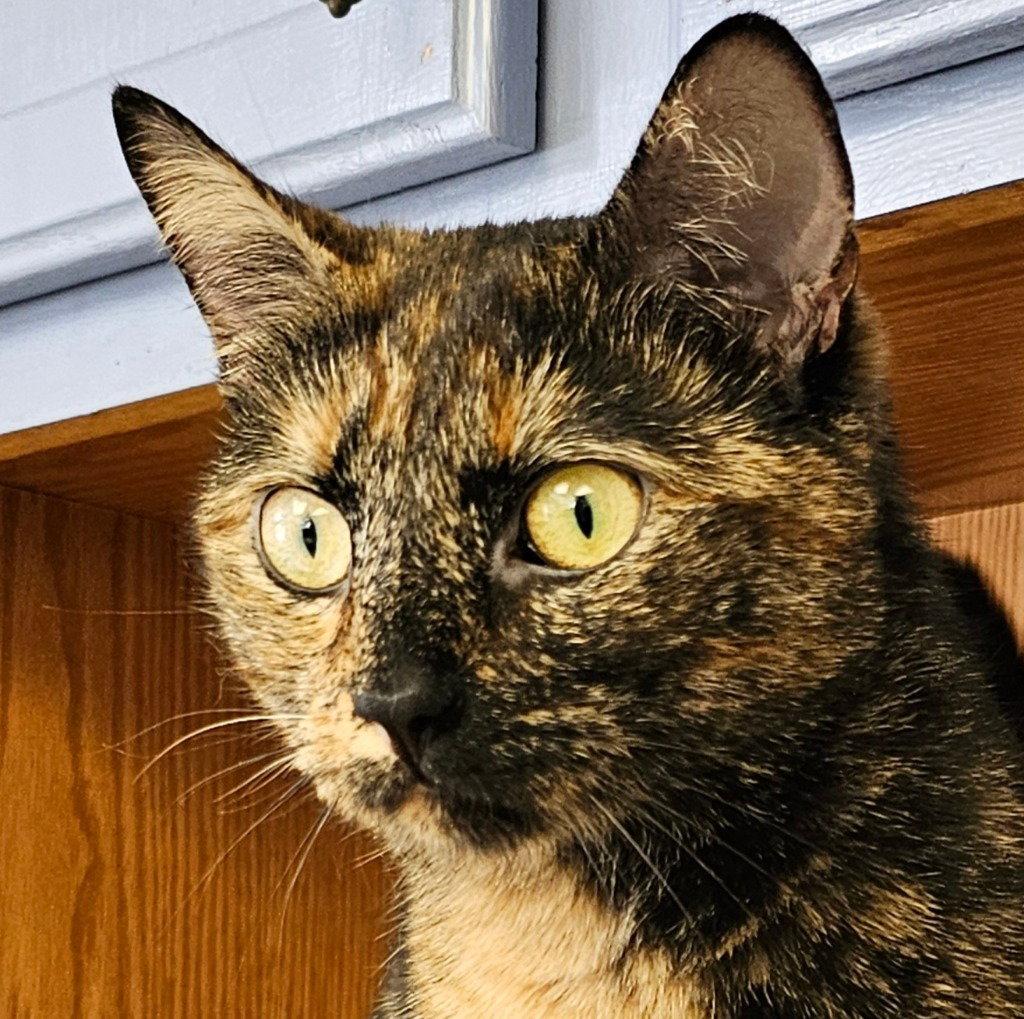 Sammy, Adoptable, Adult Female Domestic Short Hair.