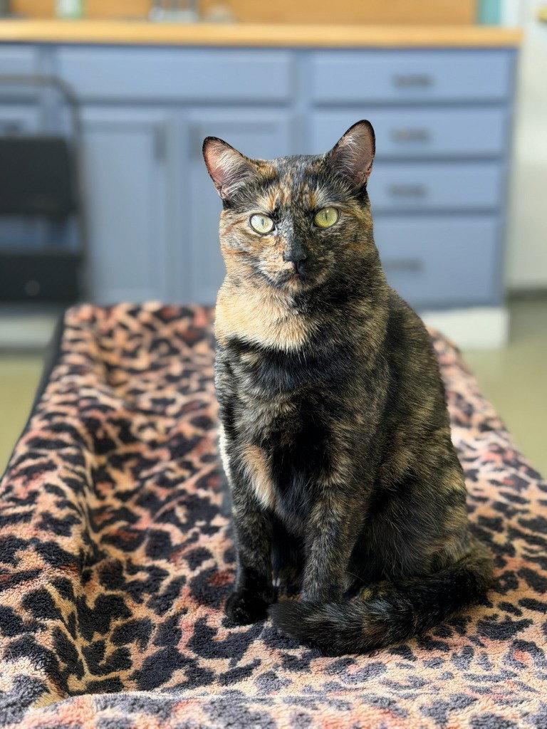 Enlarge Sammy, a Adoptable Domestic Short Hair in Lovingston, VA image 2/3