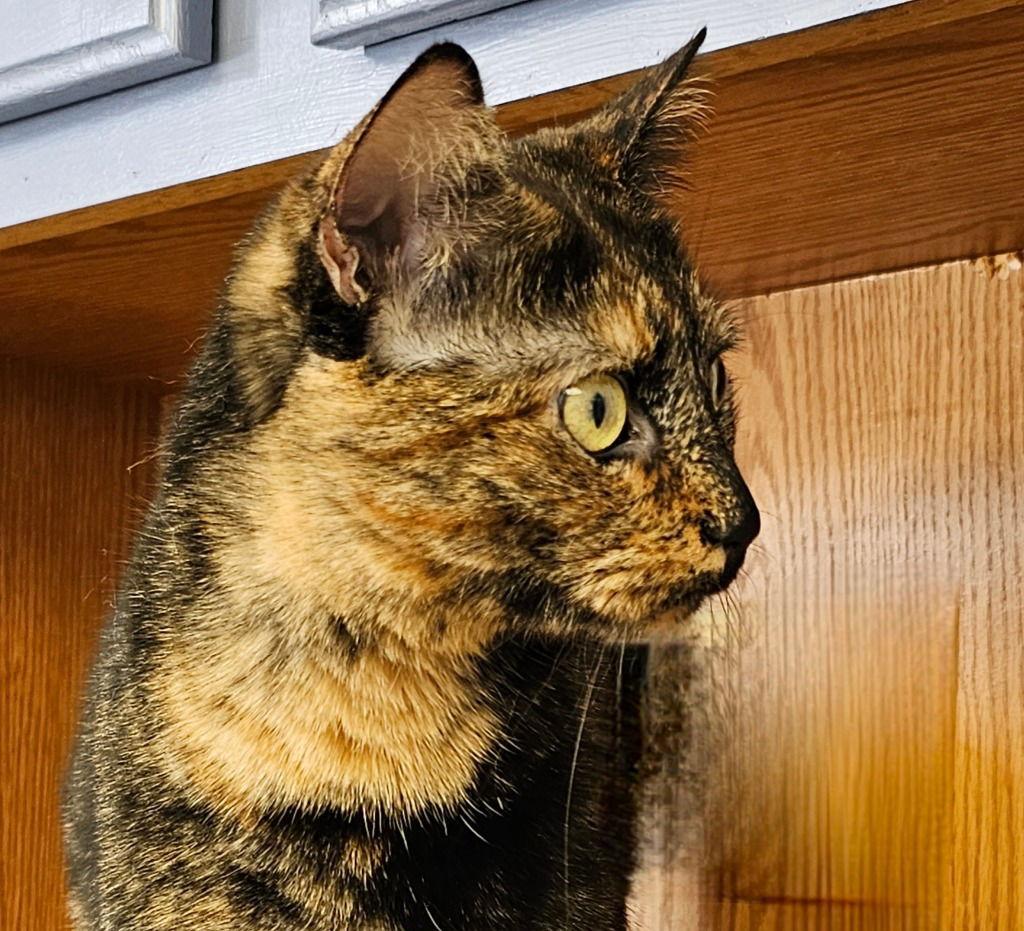 Enlarge Sammy, a Adoptable Domestic Short Hair in Lovingston, VA image 2/3