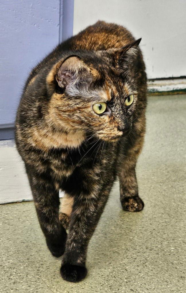 Enlarge Sammy, a Adoptable Domestic Short Hair in Lovingston, VA image 3/3