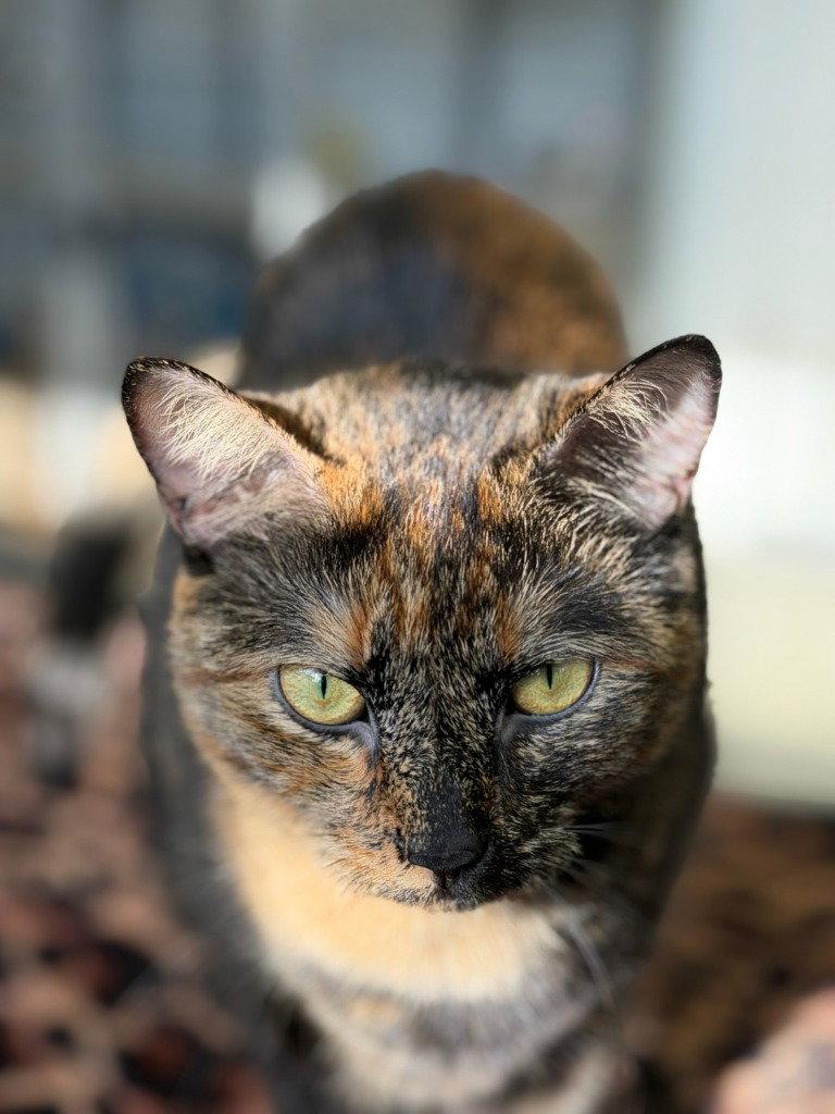 Enlarge Sammy, a Adoptable Domestic Short Hair in Lovingston, VA image 3/3