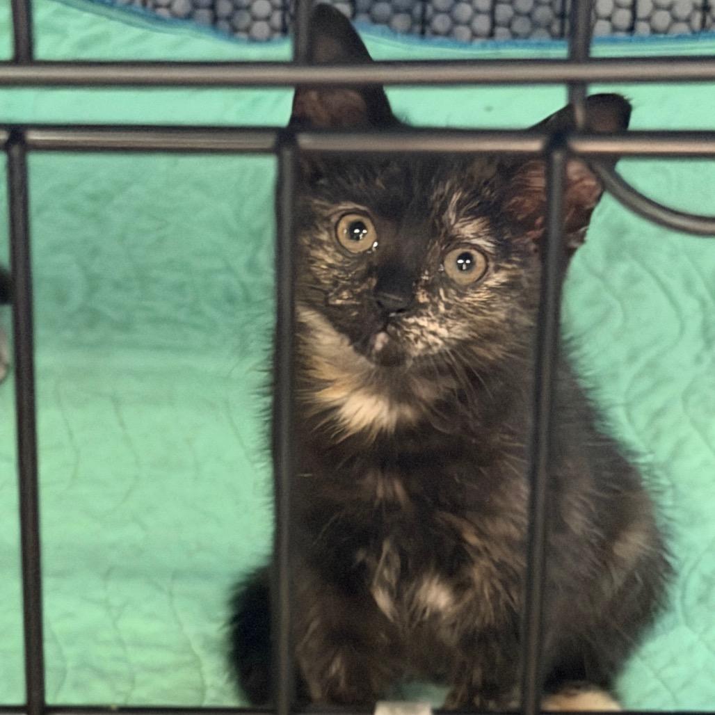 Pepper, Adoptable, Kitten Female Domestic Short Hair.