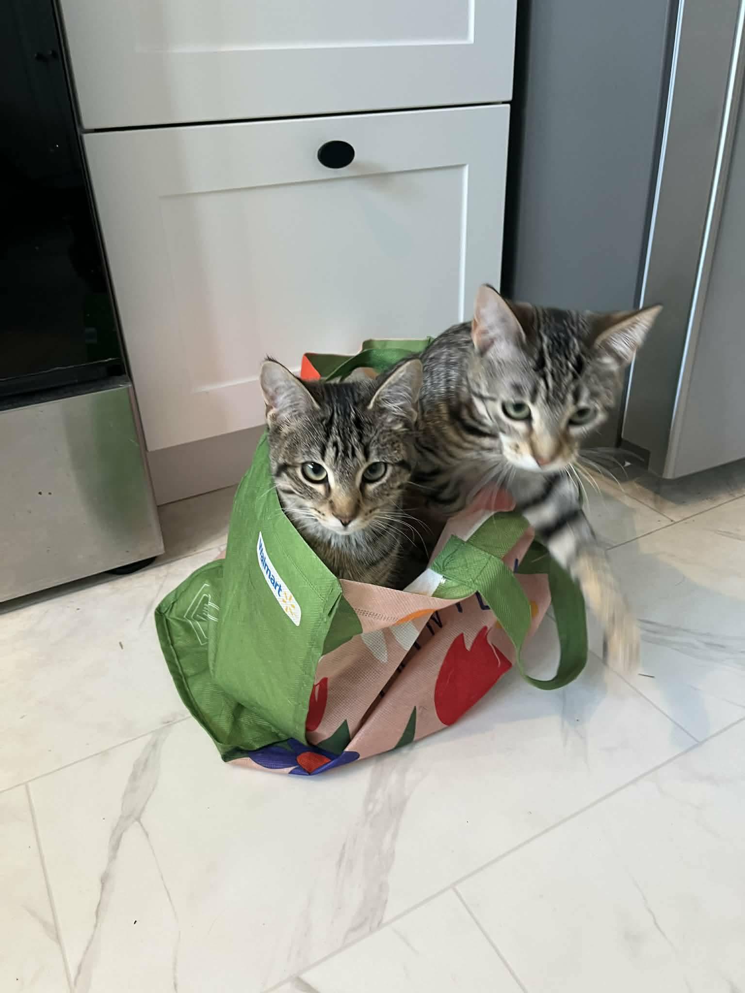 Bree & Zoe, a ADOPTABLE Tabby in Winnipeg, MB image 1/3