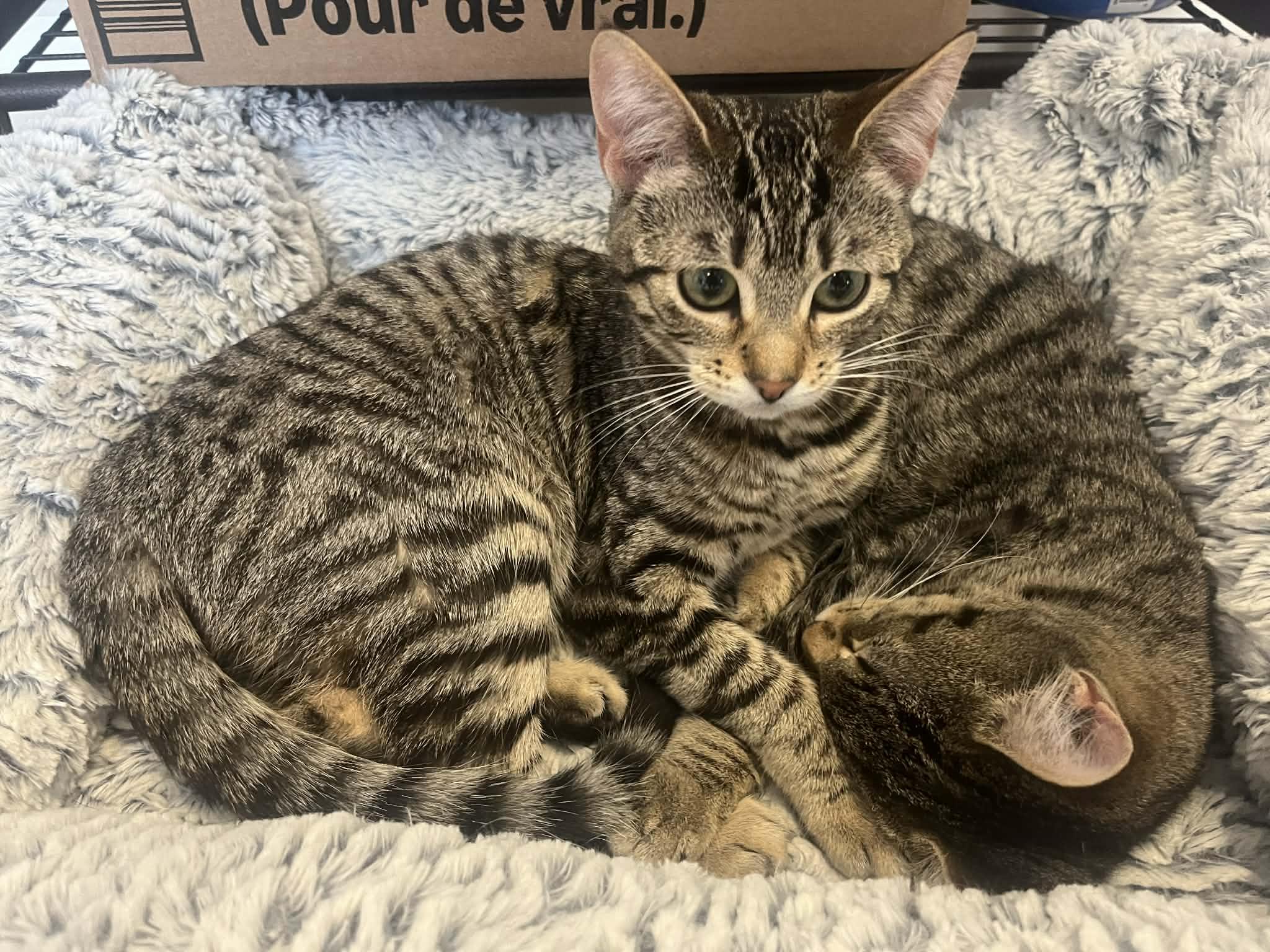 Bree & Zoe, a ADOPTABLE Tabby in Winnipeg, MB image 2/3