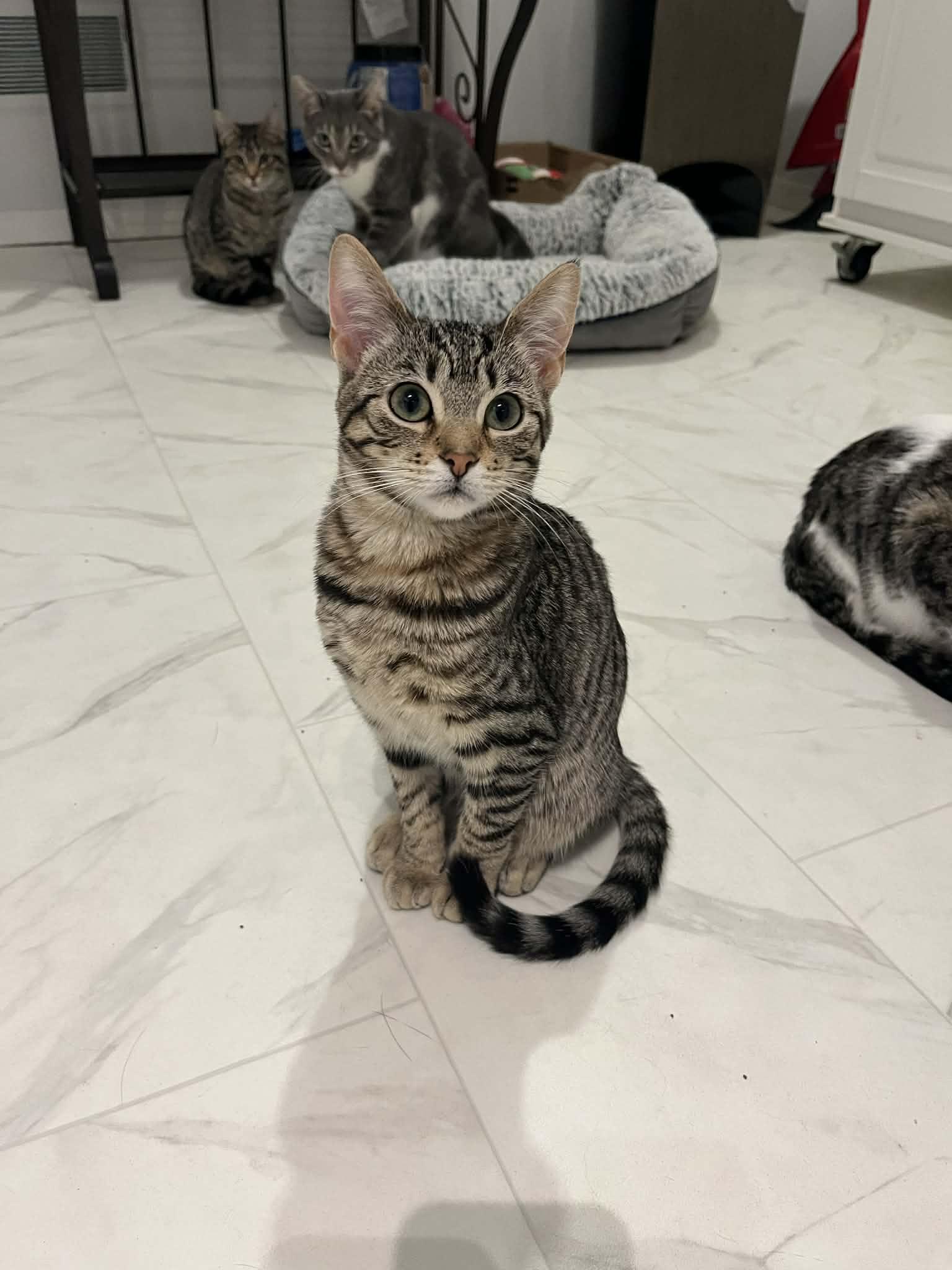 Bree & Zoe, a ADOPTABLE Tabby in Winnipeg, MB image 3/3