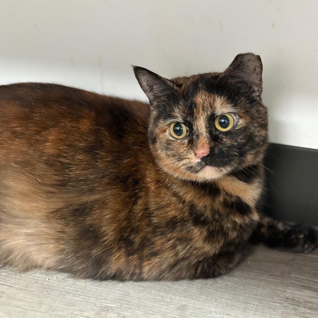 Scarlet, Adoptable, Adult Female American Shorthair.