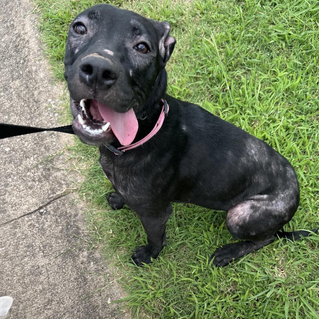 Robi, Adoptable, Young Female Mixed Breed.