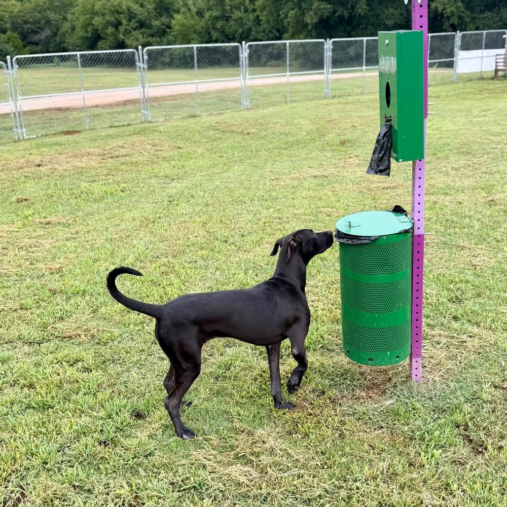 Enlarge Robi, a Adoptable Mixed Breed in Pauls Valley, OK image 2/5