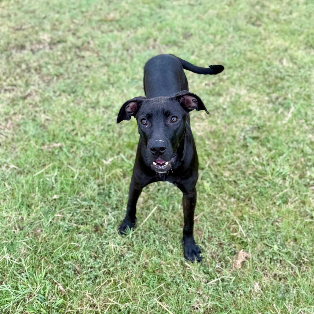 Enlarge Robi, a Adoptable Mixed Breed in Pauls Valley, OK image 3/5