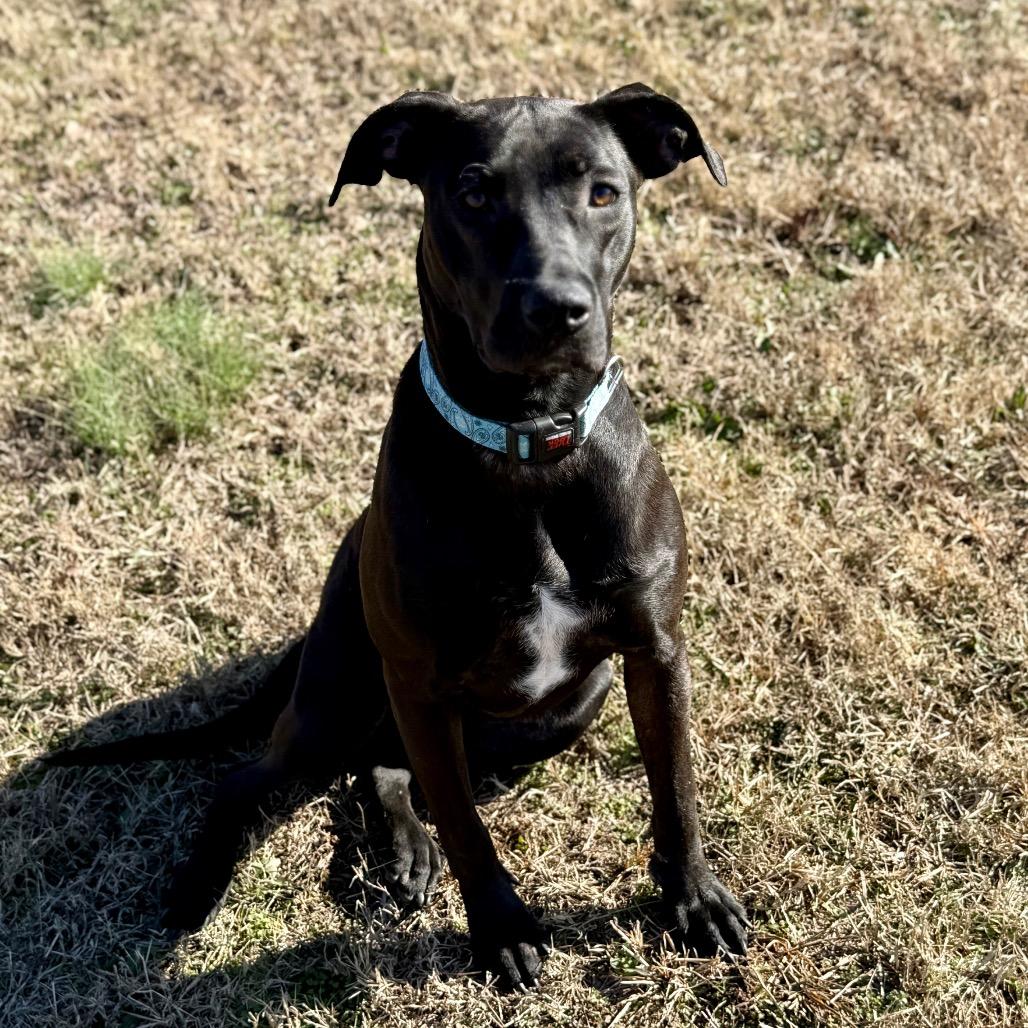 Enlarge Robi, a Adoptable Mixed Breed in Pauls Valley, OK image 4/5
